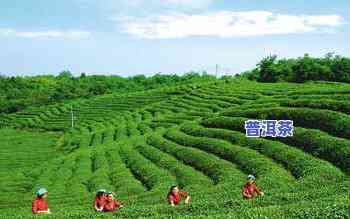 探索普洱云盘山：万亩茶园、网红路与美味糙米饭