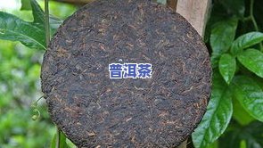 普洱茶怎么玩：从入门到开花的全面指南