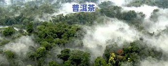 普洱茶大印-普洱茶大印山