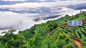 普洱茶大印-普洱茶大印山