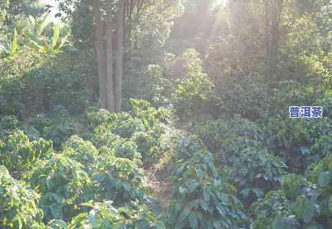 云南佤族普洱茶-云南佤族普洱茶产地