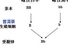 探究茶叶泡水中的形态：颜色、变化及含义