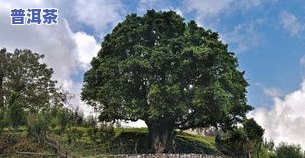 屯岩古树普洱茶价格多少-屯岩古树普洱茶价格多少钱