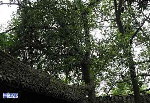 屯岩古树普洱茶价格多少-屯岩古树普洱茶价格多少钱