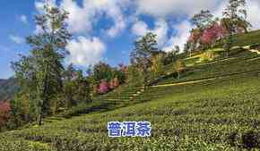 普洱茶无量山地理位置：揭秘无量山普洱茶产区、口感及特点