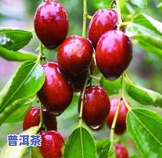 枣树芽可以当茶叶吗-枣树芽可以当茶叶吗图片