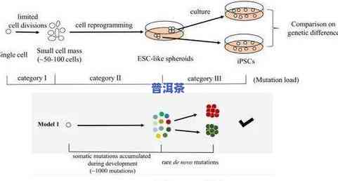 喝普洱茶可以减轻脂肪肝吗？科学解析与实证效果