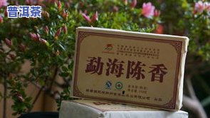 勐海与普洱：茶叶品质、口感比较，哪个更好？