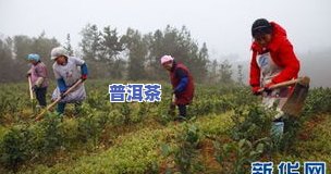 安吉摘茶叶工人平台-安吉摘茶叶工人平台有哪些