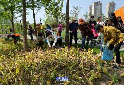 安吉摘茶叶工人平台-安吉摘茶叶工人平台有哪些