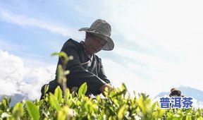 安吉摘茶叶工人平台-安吉摘茶叶工人平台有哪些