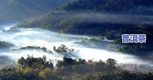 冰岛普洱茶山：揭秘云南神秘的顶级茶区