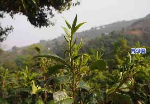 普洱茶六大山头特点口感-普洱茶六大山头特点口感是什么