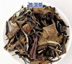 白茶与普洱茶：树种有何区别？