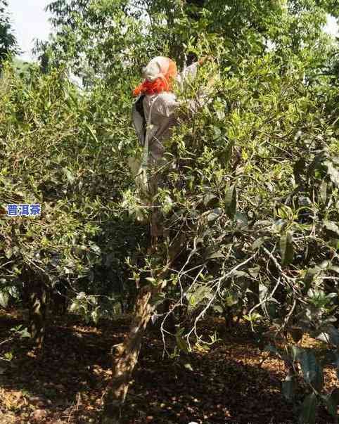 普洱茶原料初制工艺流程详解：从采摘到压制全过程解析