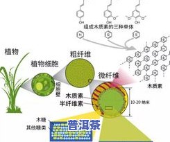 茶叶会促进消化吗？科学解析其原因及功效