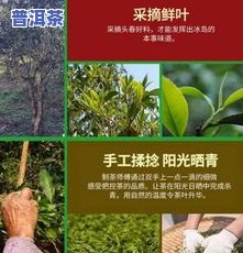 普洱茶采摘手册内容：标准与实践全解析