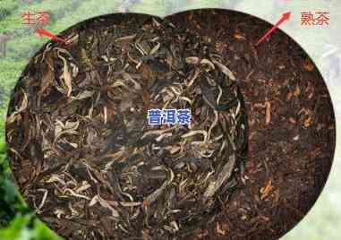 普洱茶采摘手册-普洱茶采摘手册图片