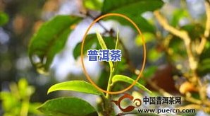 普洱茶采摘手册-普洱茶采摘手册图片