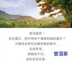 高山景行是什么茶？——探索其含义、及特点