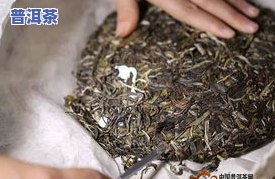 生普洱茶品上很多黄点正常吗？图片及起因解析