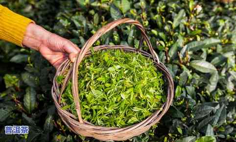 普洱茶好在-普洱茶好在哪里