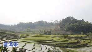 芦山普洱茶：来自思茅区芦山生态茶厂的口感体验与介绍