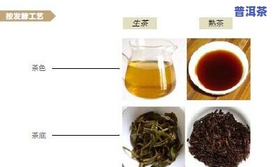 普洱茶中的厌氧菌种类及发酵条件解析