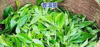 绿茶和普洱茶区别图片对比-绿茶和普洱茶区别图片对比大全