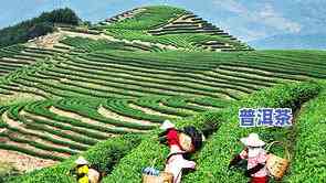 普洱茶雨林片区：了解雨林普洱茶行情、位置与优缺点