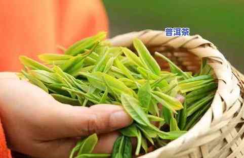 茶叶都是芽尖更好吗？解析茶叶芽尖的含义与优缺点