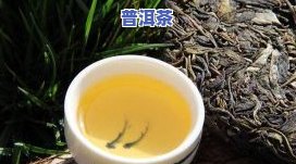 清香普洱茶：品味茶叶的自然清新与独特韵味