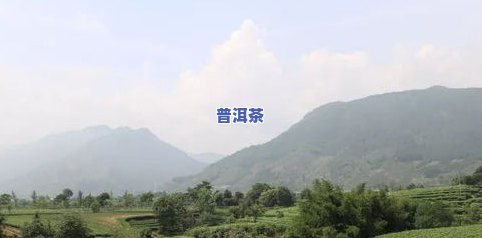 浙江遂昌茶叶场地址及联系方式全览