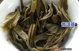 攸乐古茶山普洱茶特点与功效全面解析：探寻古树茶的魅力与价值