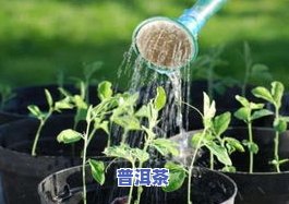 用剩茶叶水浇花好吗？看视频、图片了解效果与注意事项！