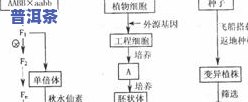 普洱茶出茶率：投茶量与实际产量的关系分析