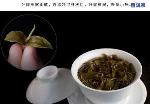 云南景迈普洱茶：熟茶、生茶特点与价格全解析