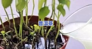 浇花可以用茶叶水吗？原因解析