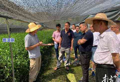 普洱茶专家刘青：从茶园到杯中的全过程解析