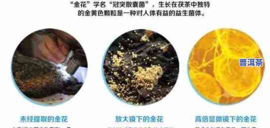 茶叶上的金花：能吃吗？有吗？有何作用？看图了解