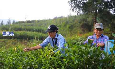 秋季普洱茶采摘更佳时间：云南秋天采茶期解析