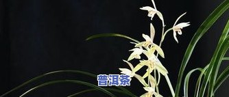 茶叶渣可以养兰花吗-茶叶渣可以养兰花吗视频