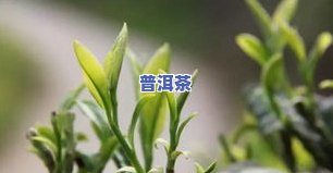 茶叶渣可以养兰花吗-茶叶渣可以养兰花吗视频