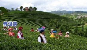 普洱茶交流平台官网入口-普洱茶交流平台官网入口下载