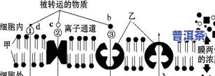 茶叶中的脂溶性色素：种类、物质及作用探析