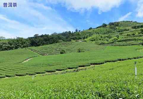 影响茶叶产量的因素有哪些？从茶园管理到气候条件全解析