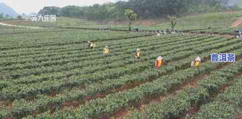 影响茶叶产量的因素有哪些？从茶园管理到气候条件全解析