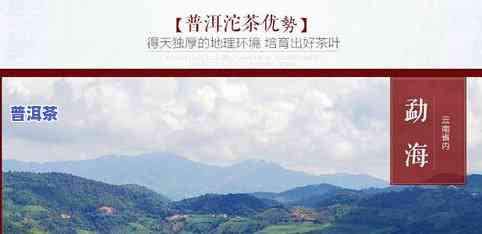 勐海县曼稿村春云茶厂的冰岛老寨：黄金条、产品价目及曼真、曼兴茶叶全览