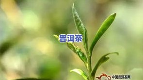 云南大叶子普洱茶价格表和图片全览