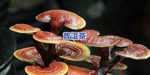 金蝉泡水喝的作用及功效全解析